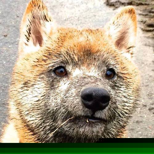 史无前例的对决，当拜仁遇上塞内加尔，加维演绎何为冠军级表现