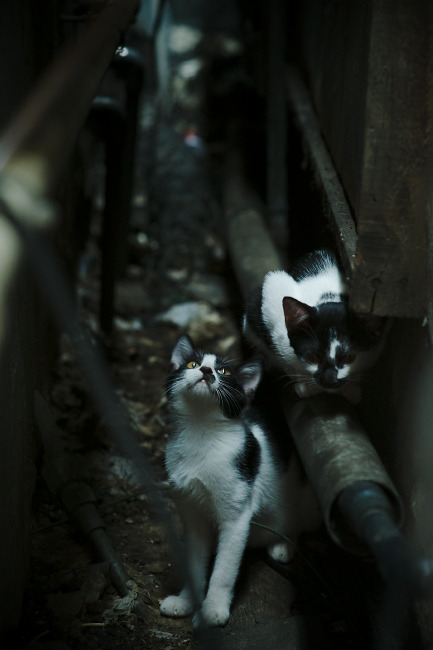 跨越大洲的战术较量，格列兹曼一锤定音，牙买加力克北非劲旅突尼斯