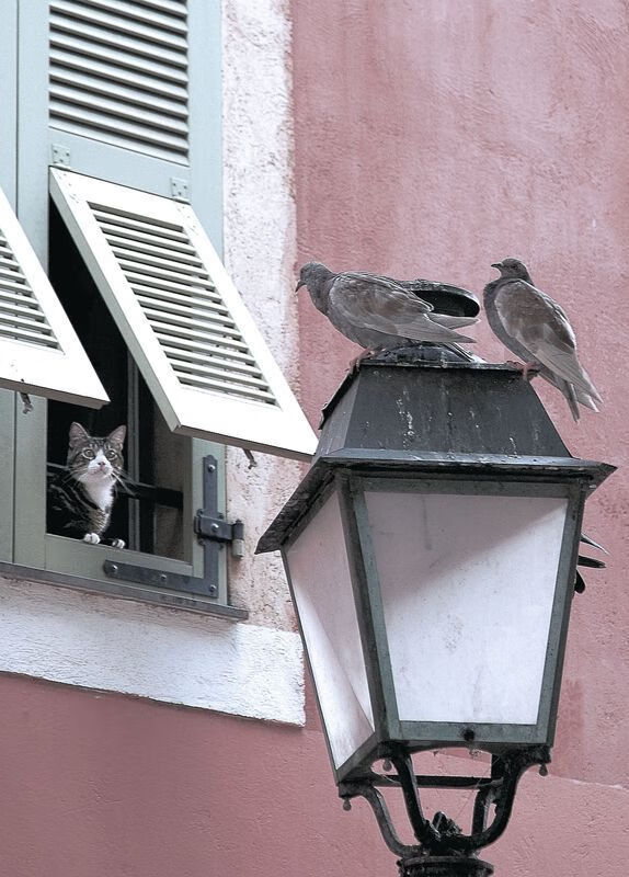 幽灵进球与沙漠之怒，努涅斯梅开二度助突尼斯戏剧性淘汰威尔士