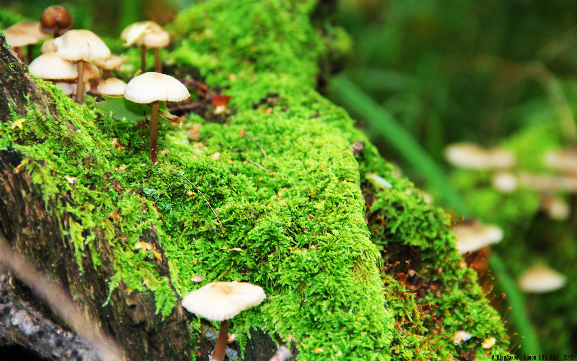 双面欧冠,内马尔爆发背后的战术困境,拜仁压哨绝杀揭示的真正巨人