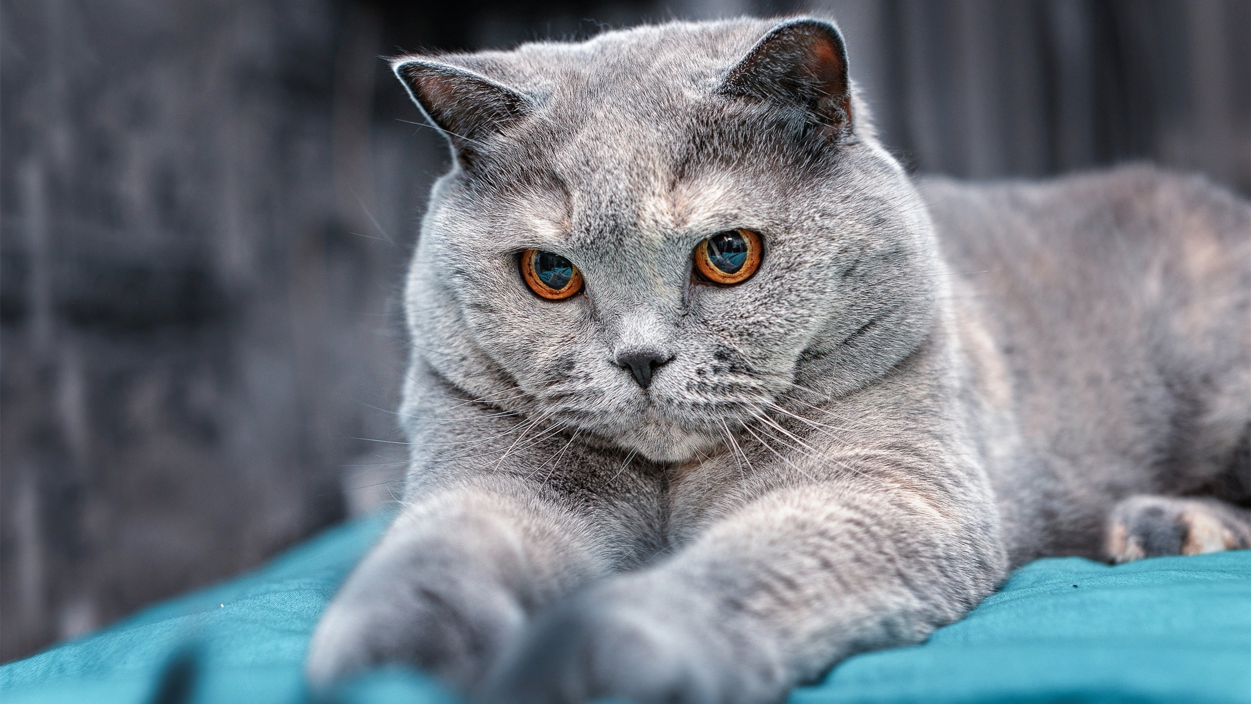 当步行者打穿雷霆,恩比德成为关键先生的夜晚