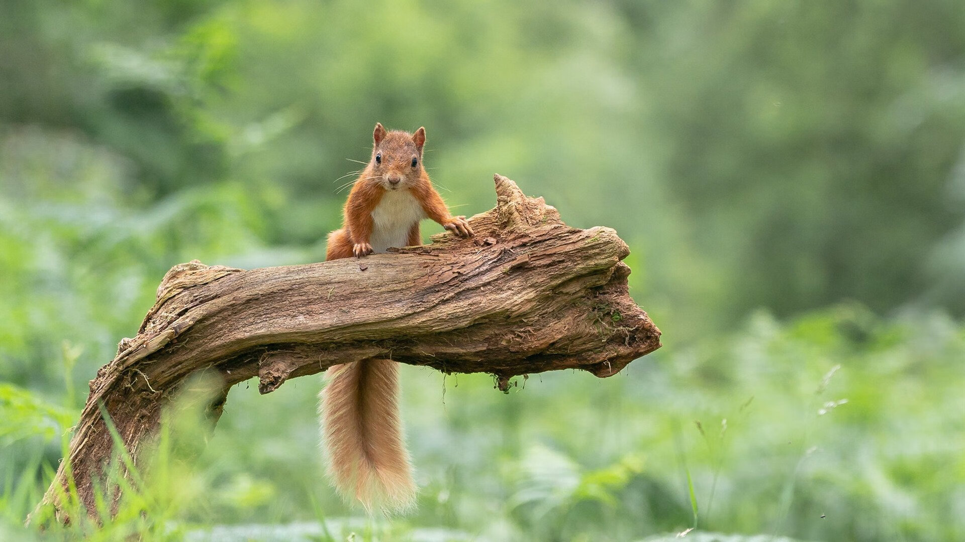 法比尼奥中场统治力全面爆发，罗马战术体系完美压制阿尔及利亚风格