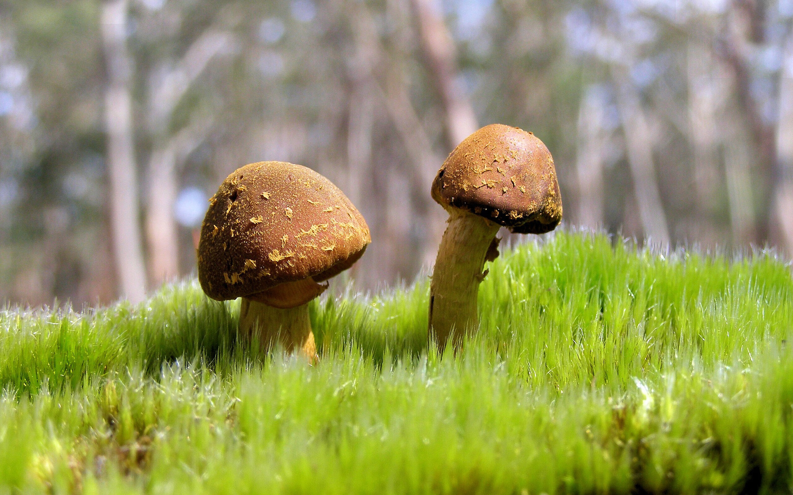 杜兰特，持镰刀的解构者，拆解步行者如撕开旧账本