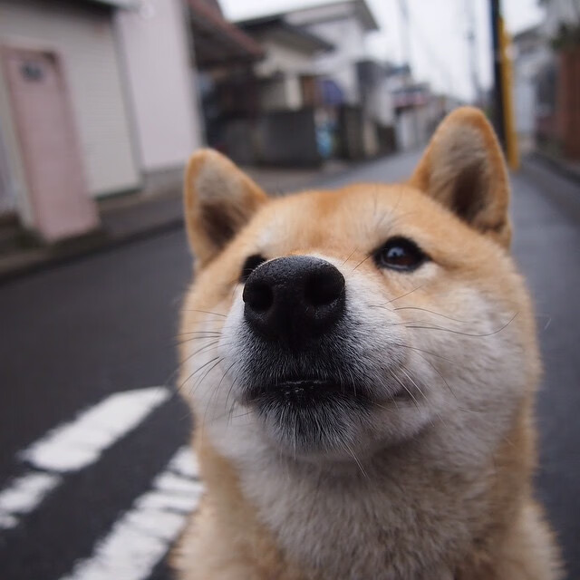 冰雪淬炼王者，当伦纳德的沉默在吉林寒风中炸响