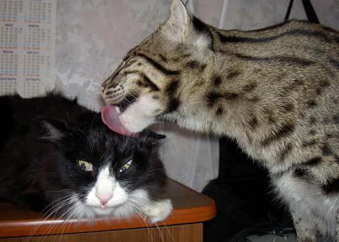 评分拉满的孤独巨星与连续进球的业余球队，足球，究竟为谁而战？