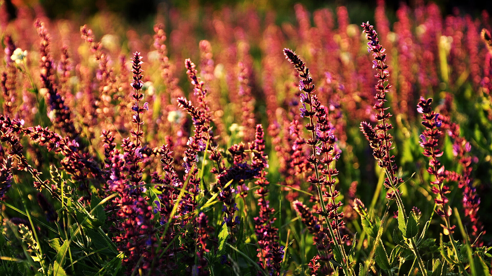 莫兰特封神一战！太阳团队火焰持续炙烤，广东防线崩于一人之手
