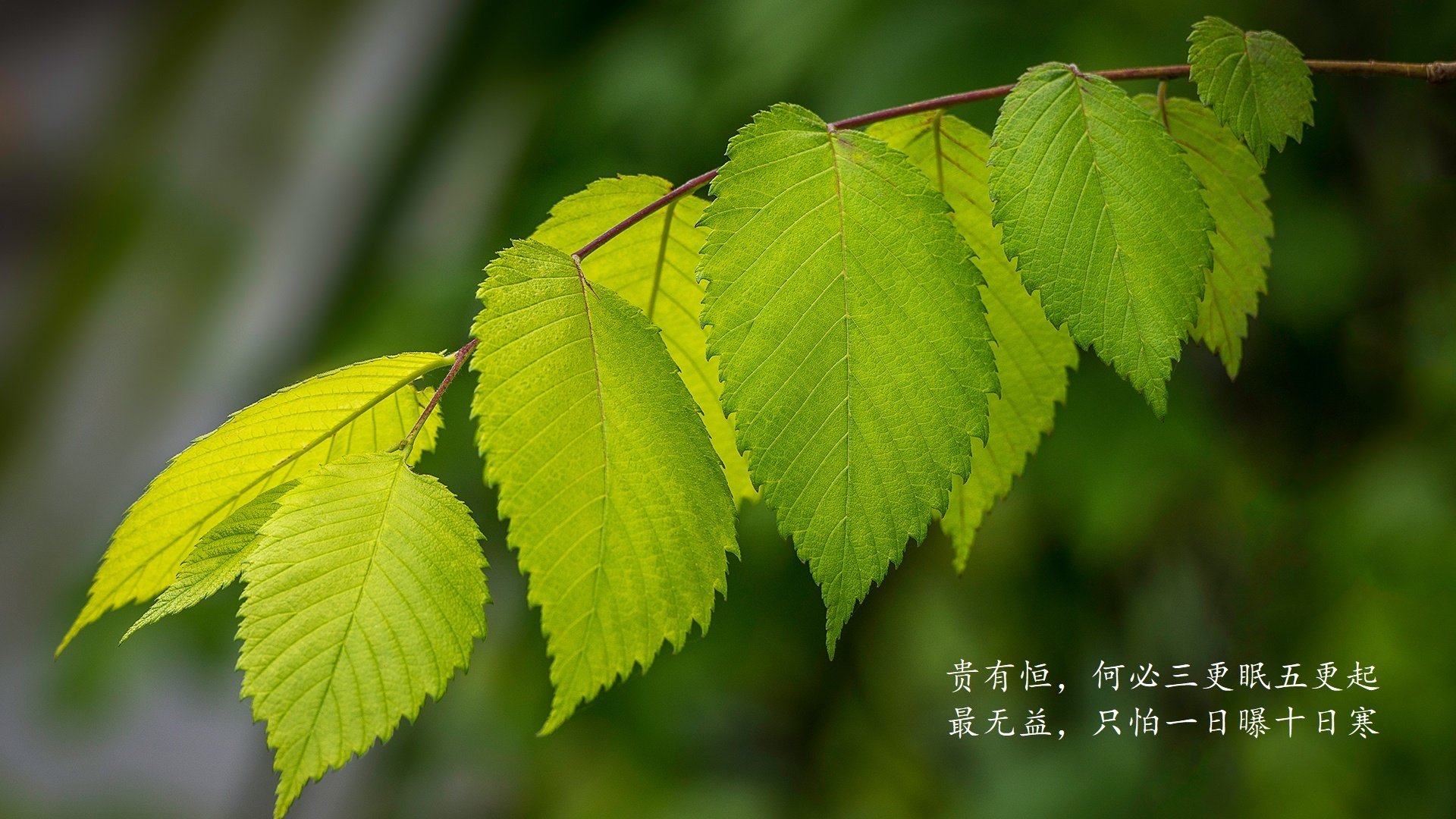 撕裂的脚本，2026世界杯G组，德国用一场不德国的胜利向历史复仇